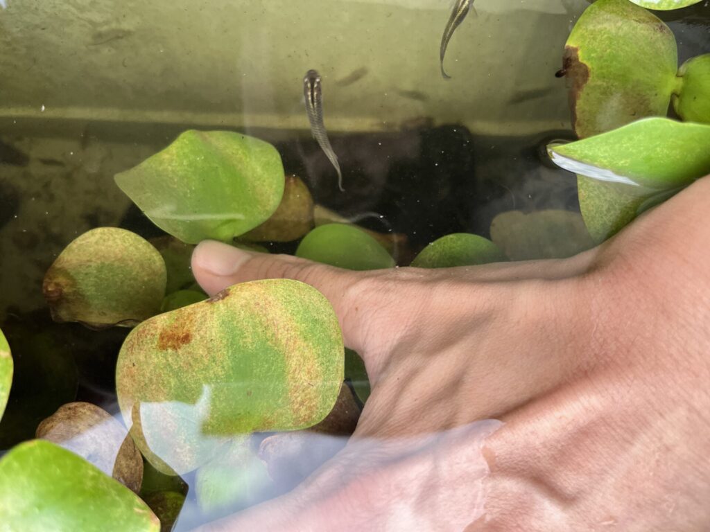 ハダニが浮いてくるので、メダカが食べに来た