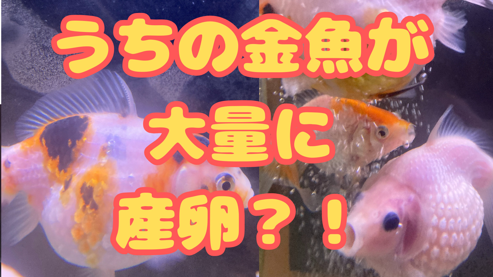 我が家の金魚