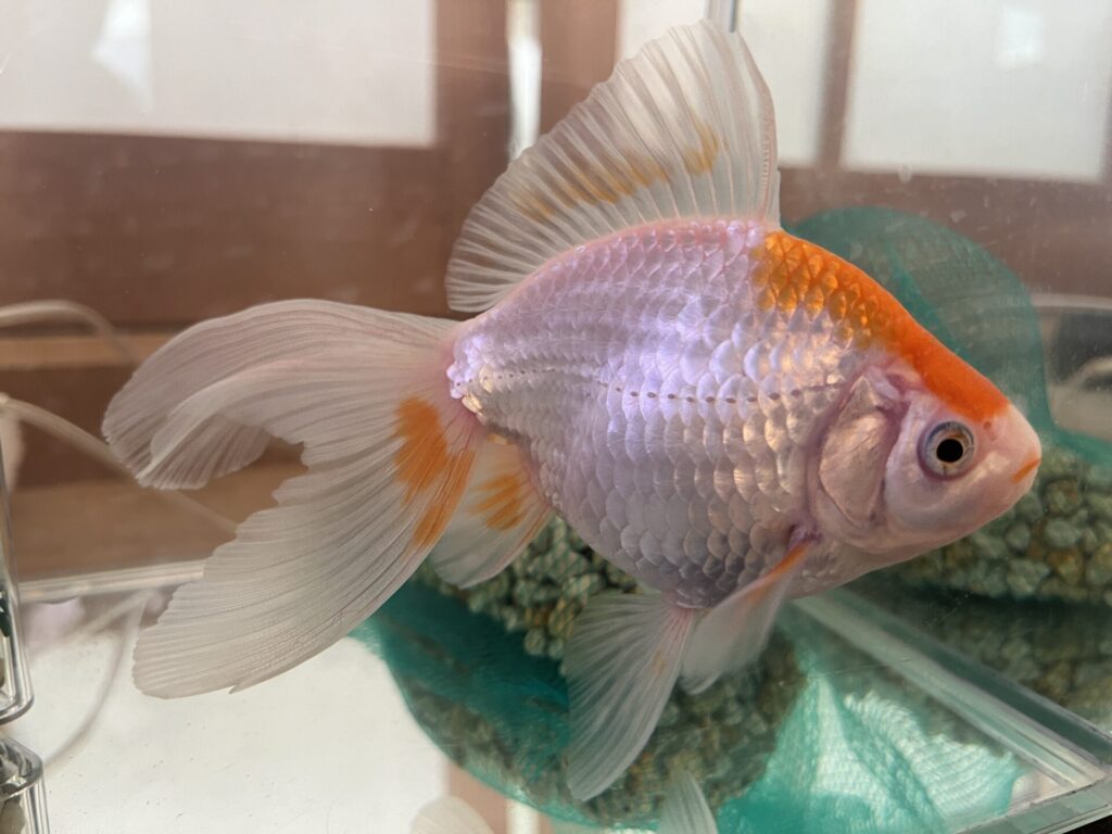 金魚