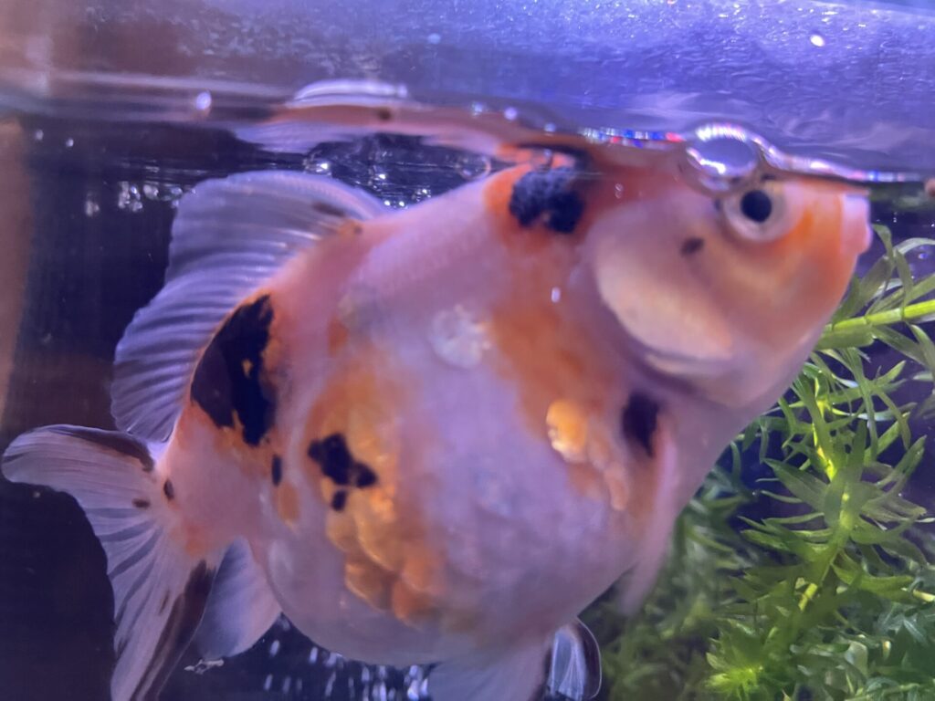 金魚