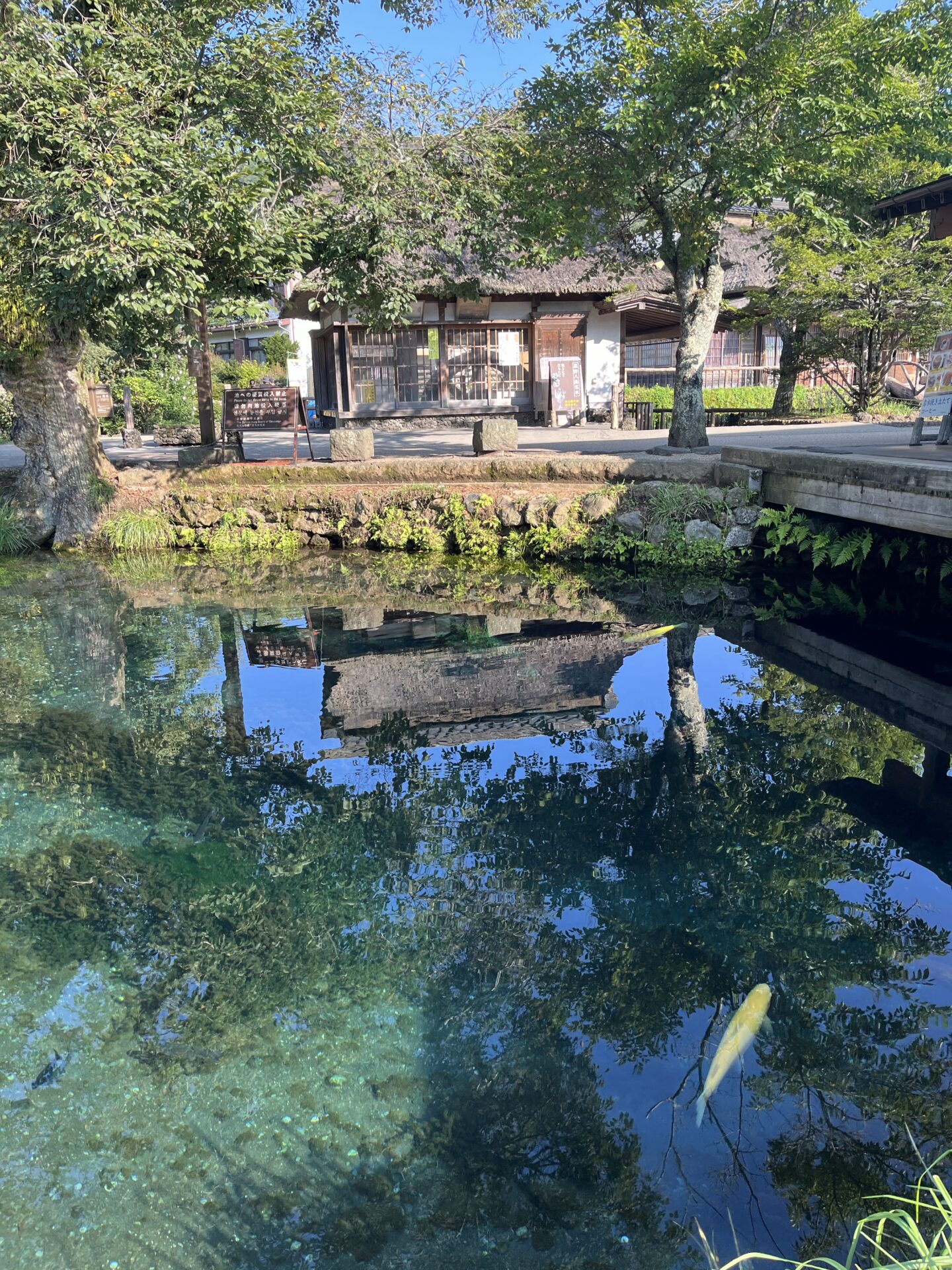 【忍野八海観光ガイド】富士山と湧水の絶景スポットをめぐる旅
