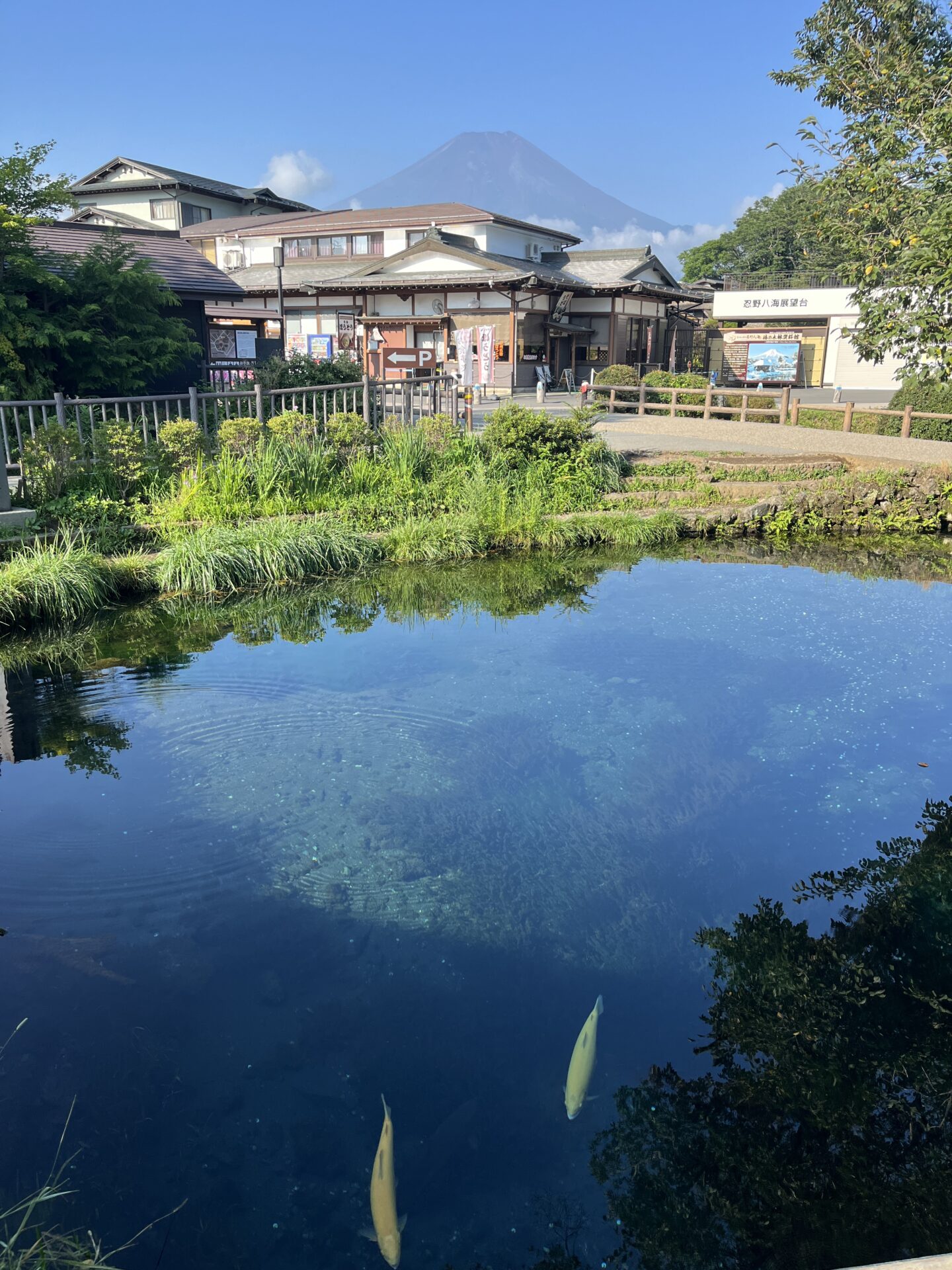 【忍野八海観光ガイド】富士山と湧水の絶景スポットをめぐる旅