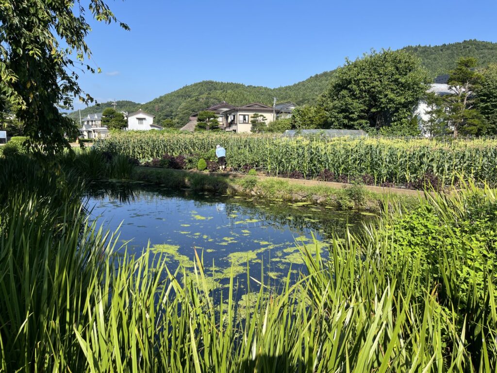 菖蒲池