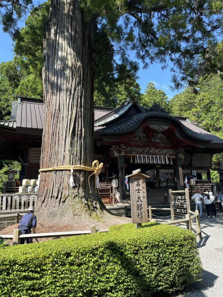 北口本宮冨士浅間神社
冨士太郎杉