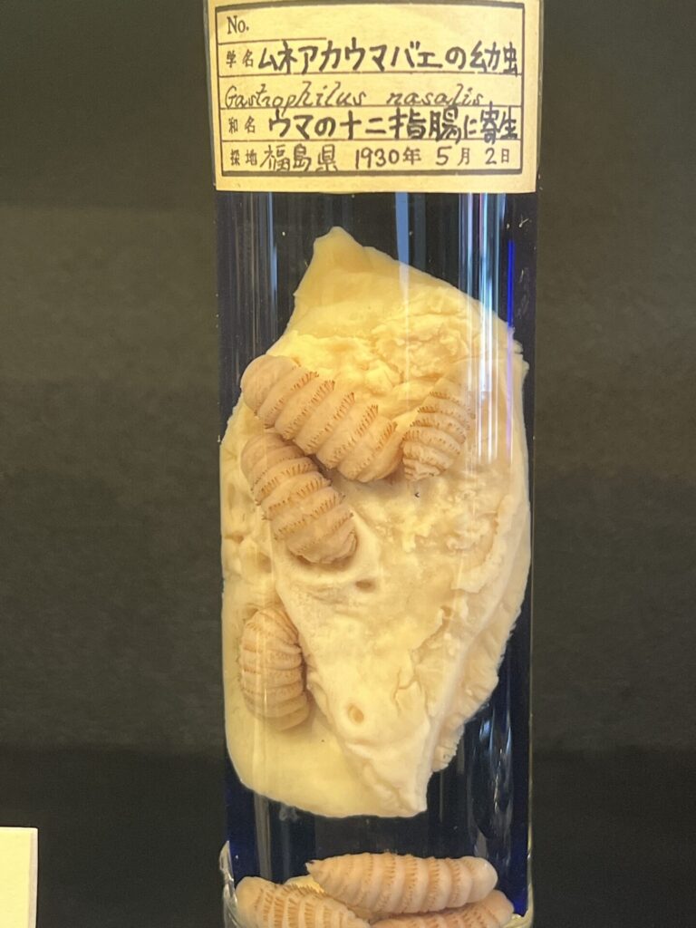 寄生虫の多様性