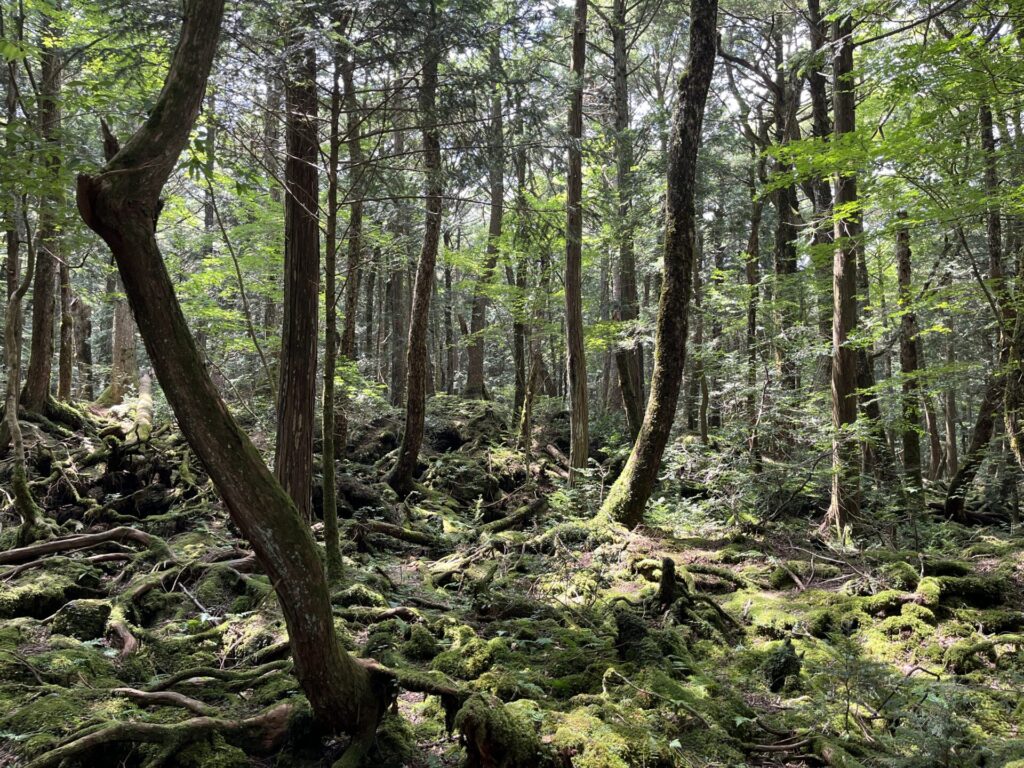 青木ヶ原樹海