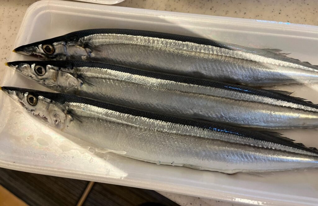 北海道産秋刀魚をゲット