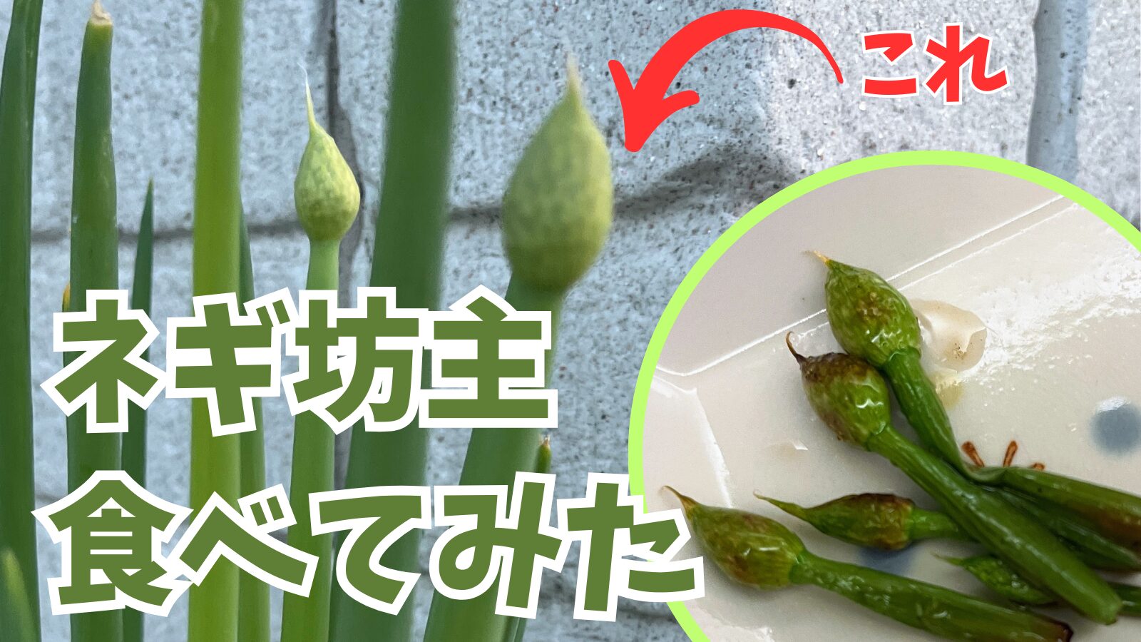 ネギ坊主