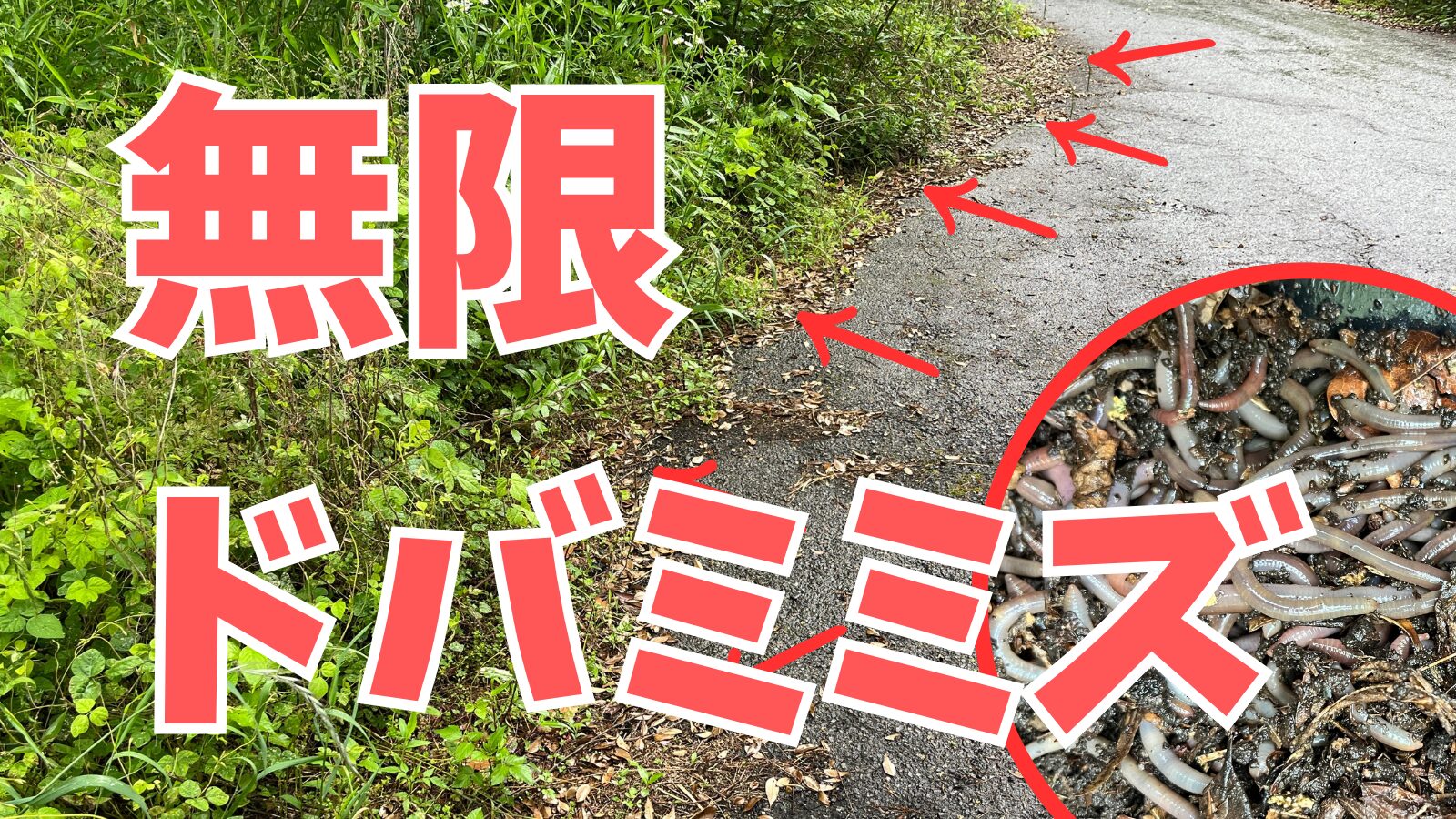 無限ドバミミズ