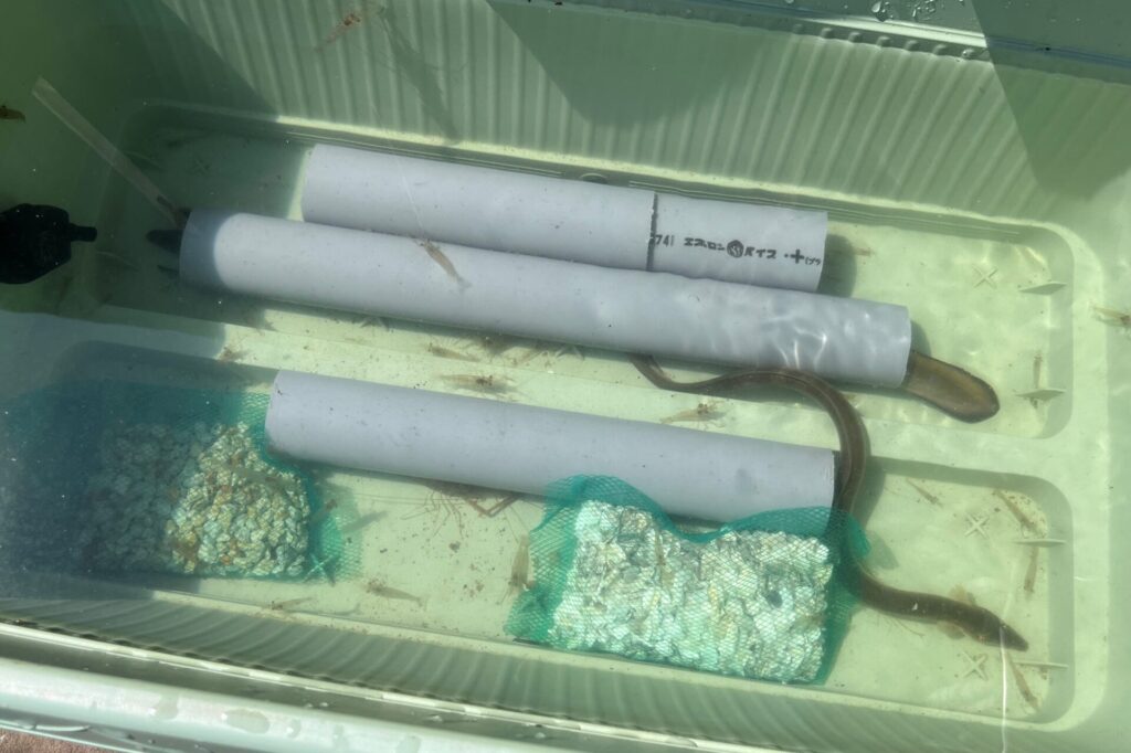ウナギとエビが賑やか
