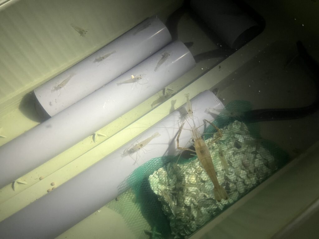 一匹だけ、食べれそうなサイズのエビ