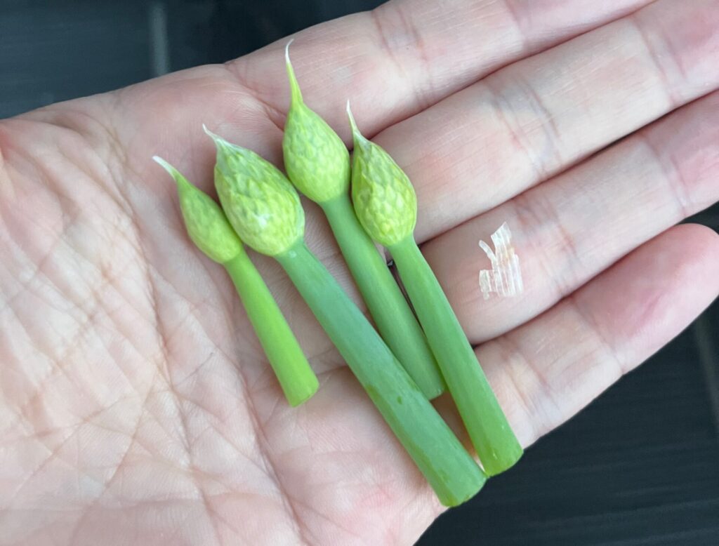 ネギ坊主の蕾