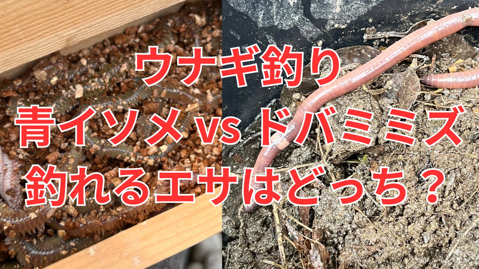 青イソメｖｓドバミミズ