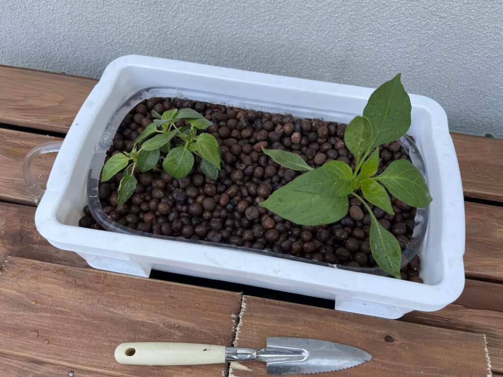 5月3日、苗を植えた。