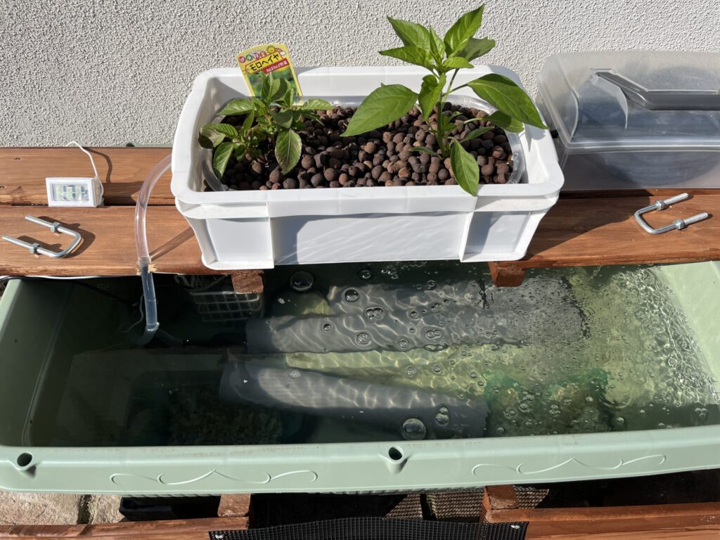 ウナギ用の水槽は、普段は全面蓋をしているが、炎天下なので、水温上昇が心配