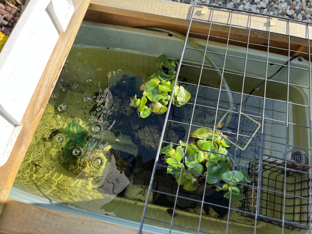 ビオトープは、毎年春にホームセンターで買ってきたホテイアオイが夏に向けて成長する