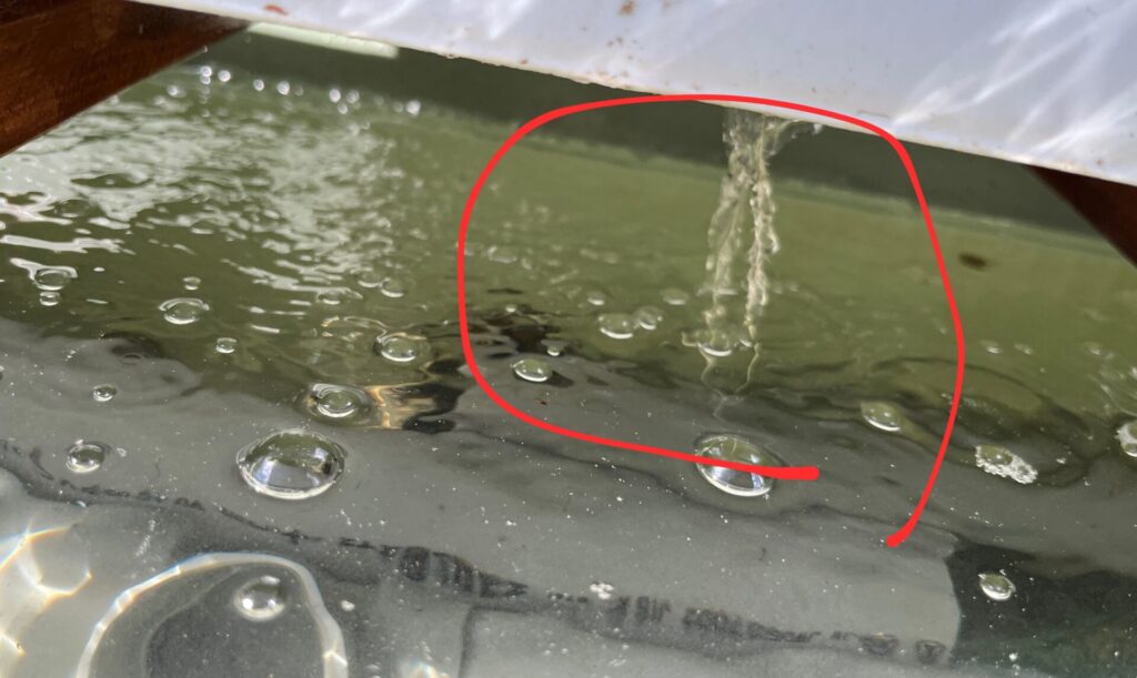 根っこが、ろ過器の排水パイプを通過