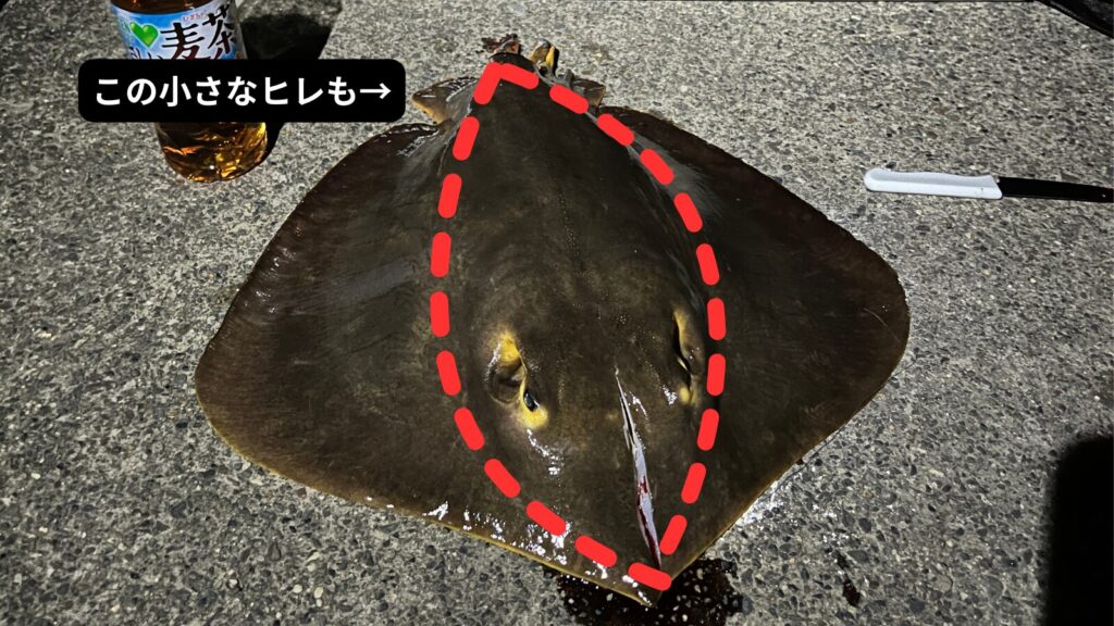 エイを三分割