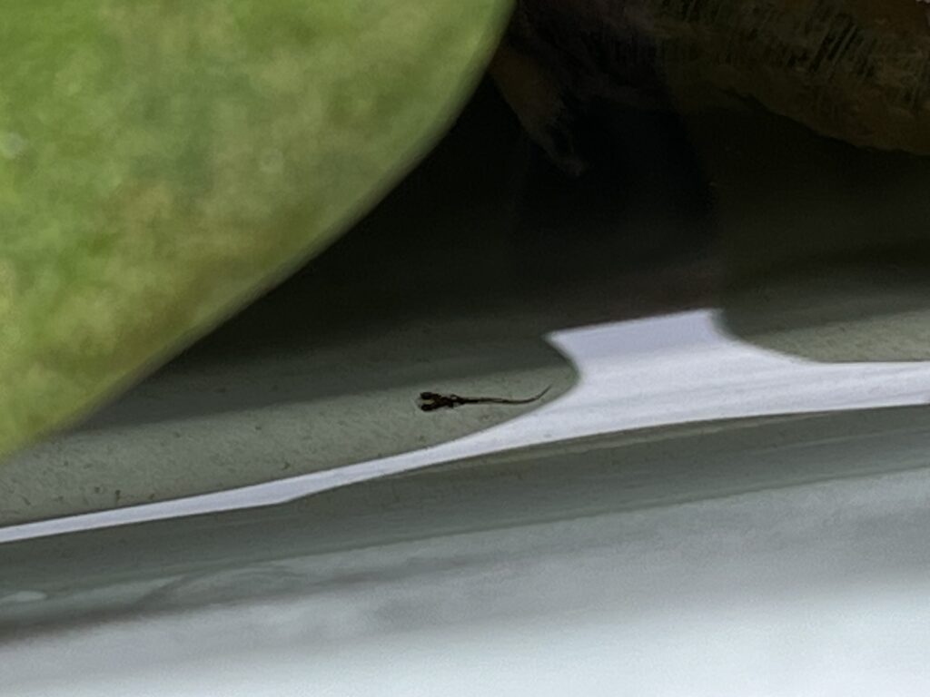 際に泳いでいる針子を確認