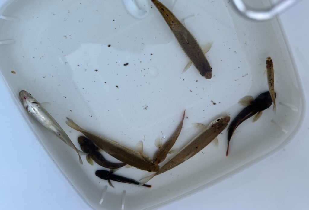 混泳に不向きな魚たち。ドンコ、ヨシノボリ、モロコ、タモロコ等