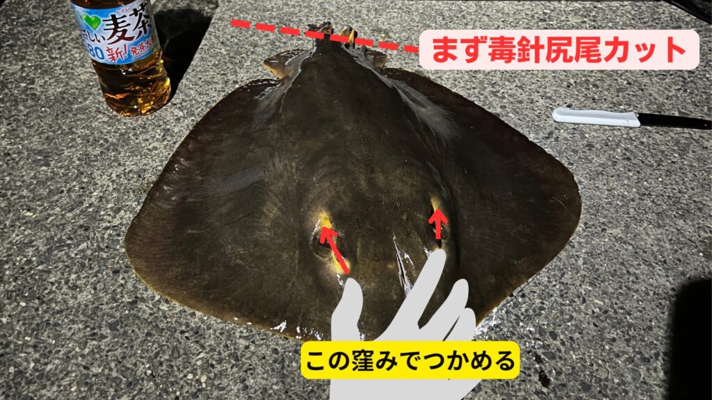 エイの持ち方