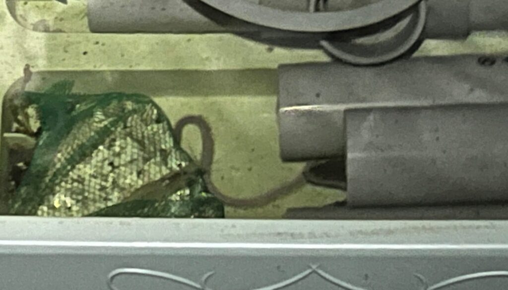 青イソメ捕食中。手前はテナガエビ
