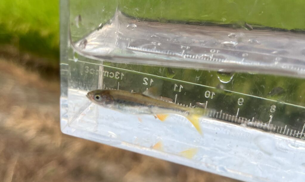 このサイズのヌマムツも、よく食べてくれる