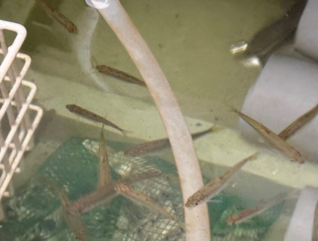 シラハエを捕食した瞬間を捉えた