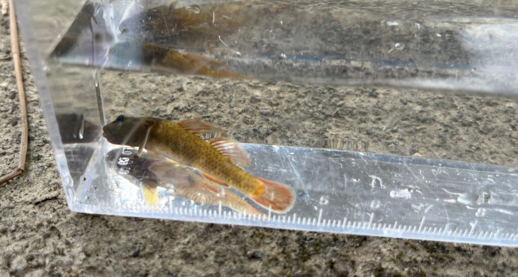 ヨシノボリ系の魚が、区別がよくわかない。