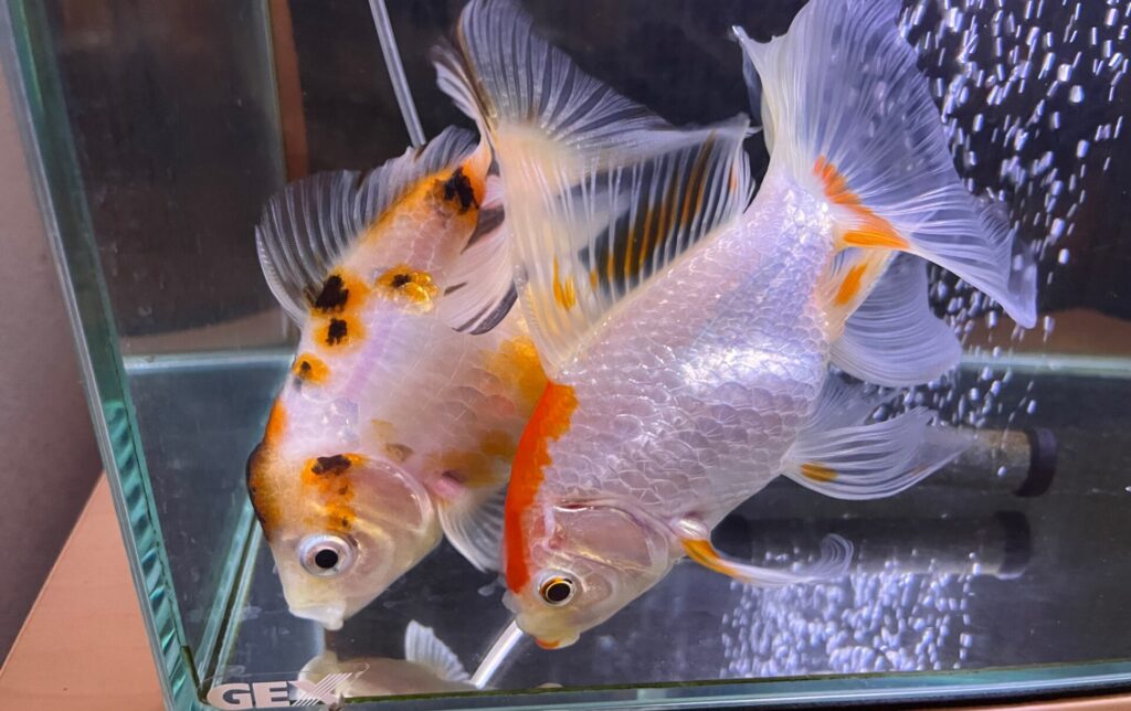 夏頃、相変わらず、いつも2匹くっついているのがかわいい。