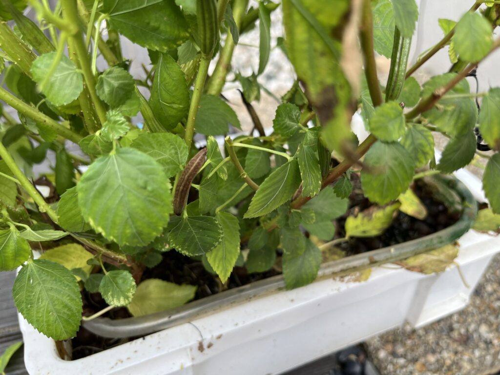 ろ過器から木の様に生えている