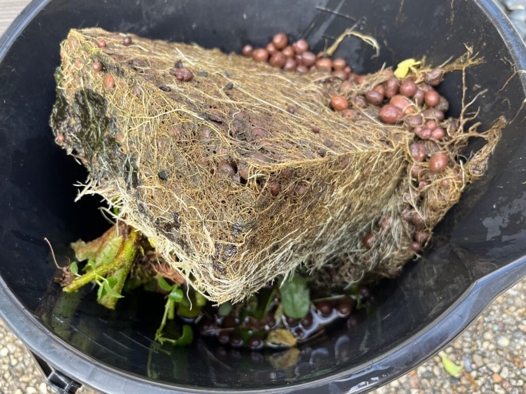 根がすごいぎっしりガッチリ。ハイドロボールがほぼ見えなくなっている。