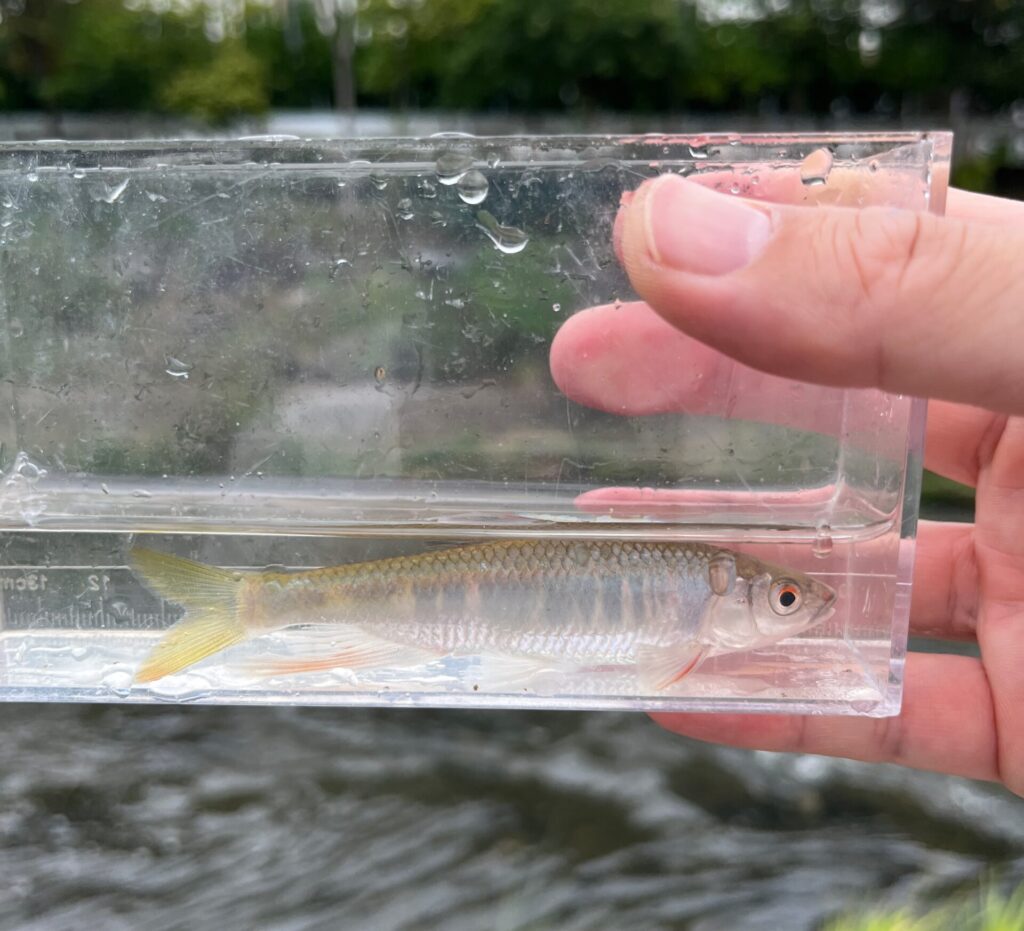 10cmぐらいのオイカワの成魚。縦縞が特徴的。