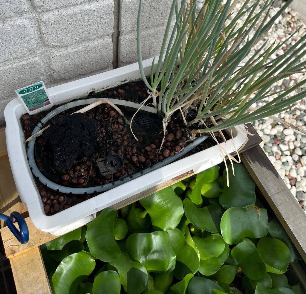 約1年間我が家の薬味ネギを供給し続けてくれた。