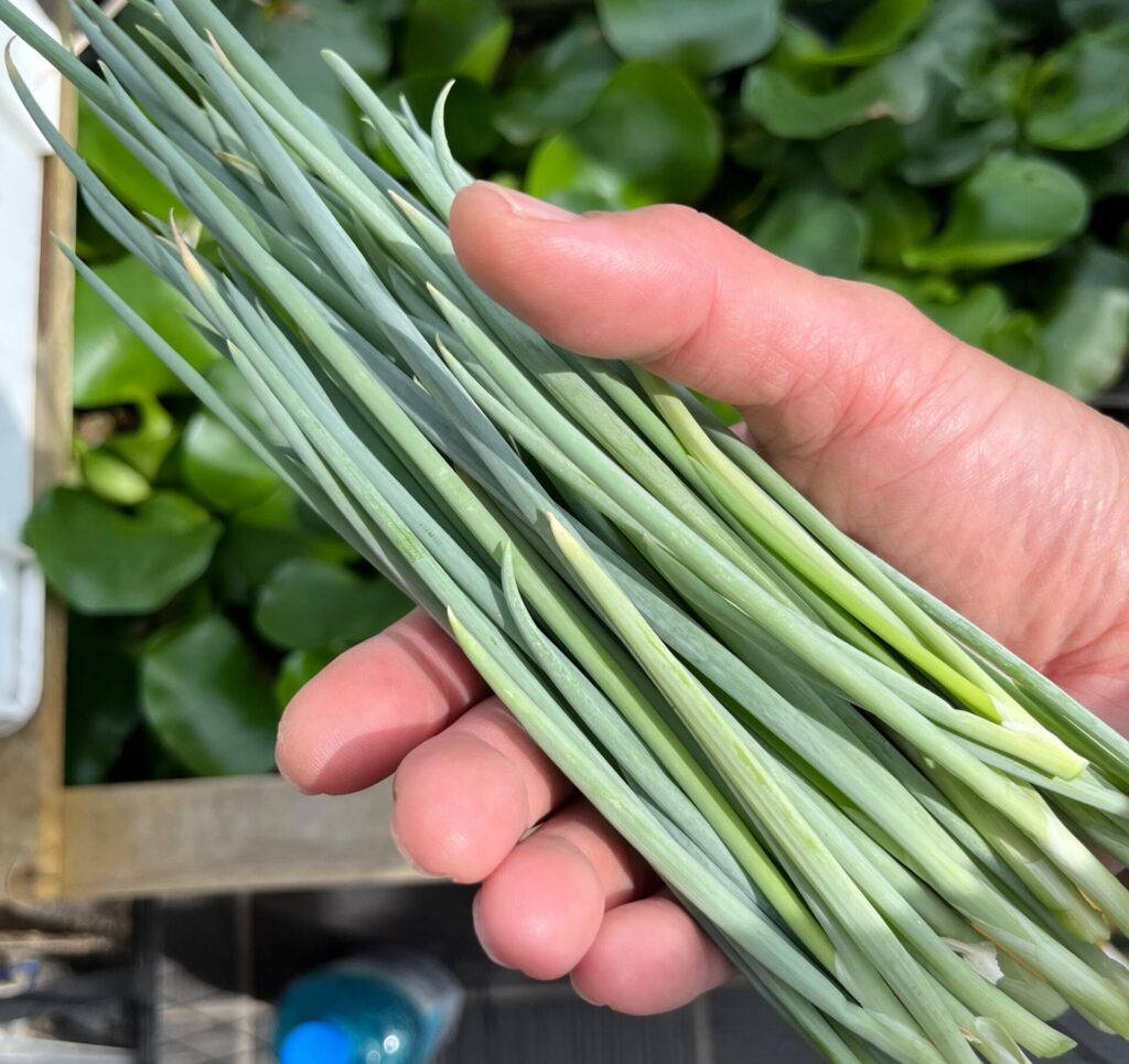 メダカの方も最後にネギを収穫