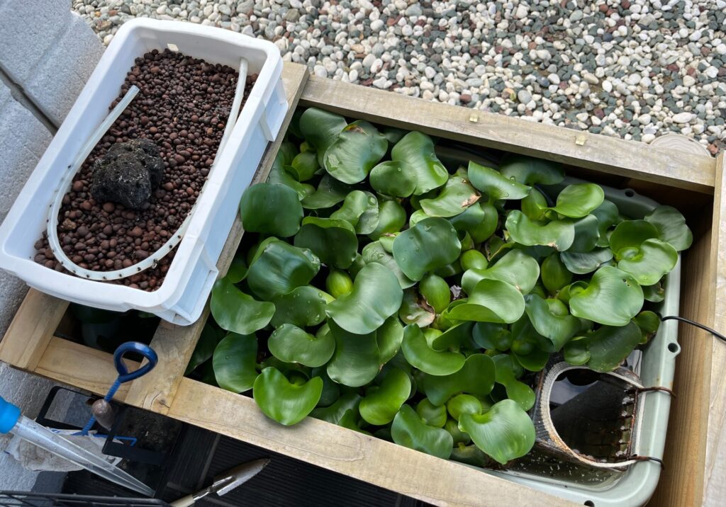 ろ過器がスッキリ。今年は、ホテイソウが元気