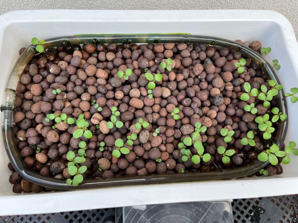 きれいにして、１週間で何やら芽がたくさん出てきた