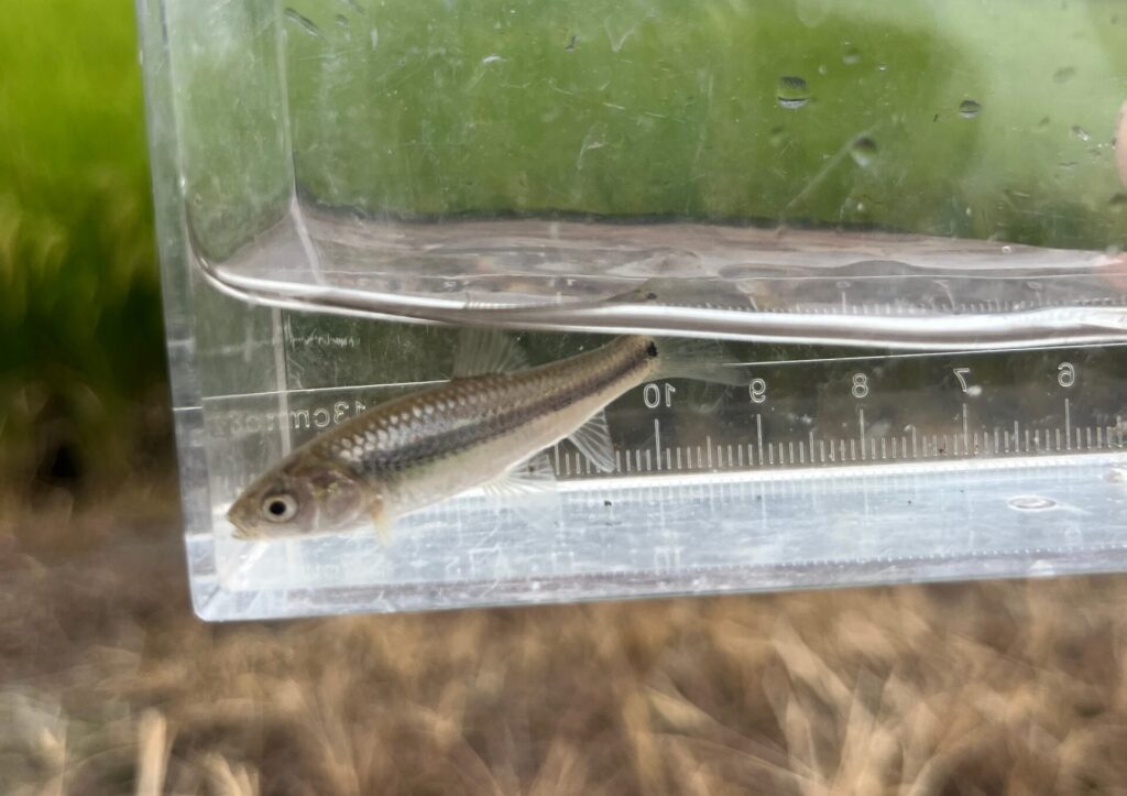 タモロコのサイズは、5mc前後がほとんど。横に黒い筋がある。