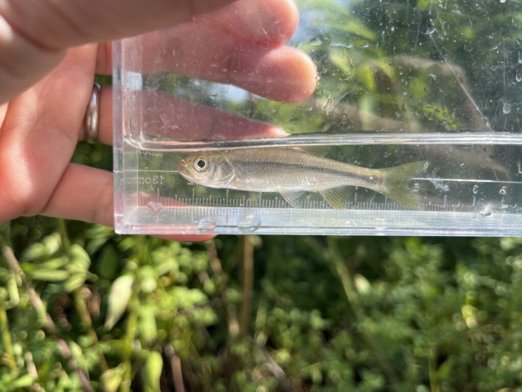 横縞に、黄色かがったヒレが特徴的な、カワムツ。