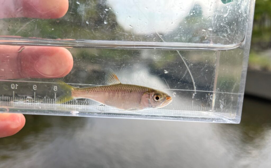 ５cm前後のシラハエ（オイカワ）の幼魚。ウナギの大好物