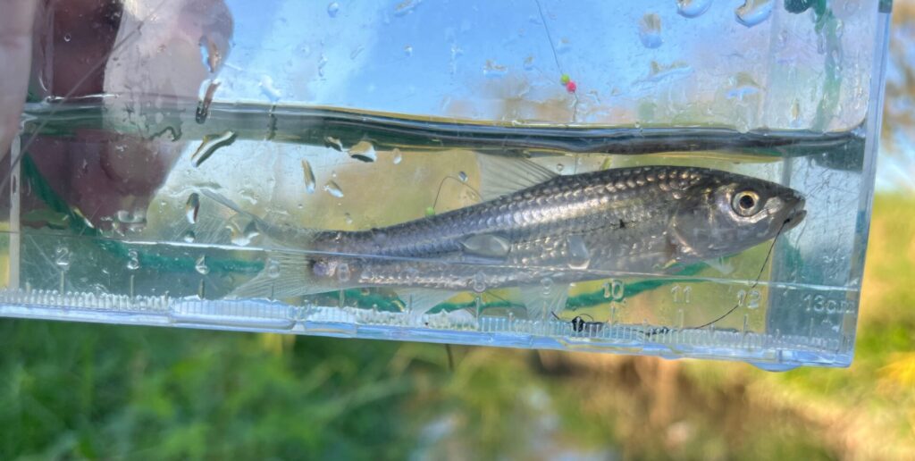 おそらくモロコ。モロコ系も見分けがつきにくい。