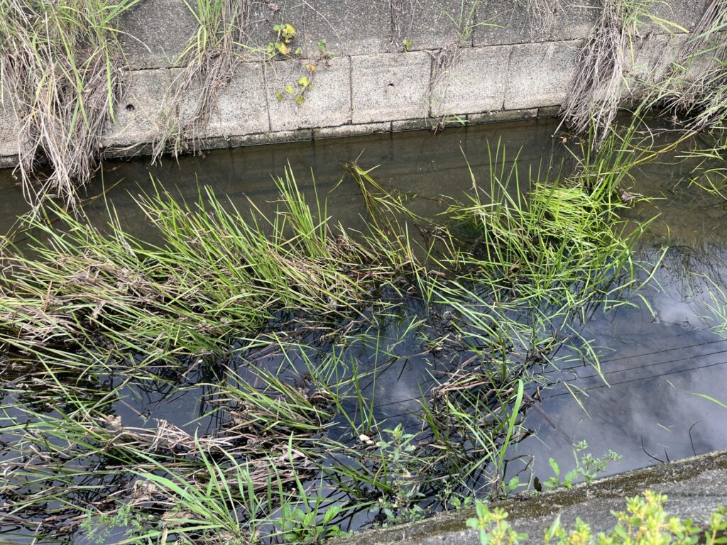透明度が高い場所では、魚も見えるので、通り道を攻める