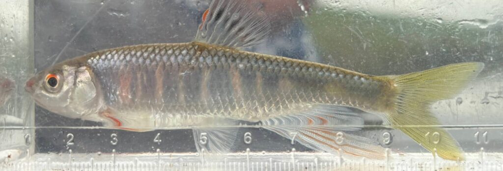 オイカワ(シラハエ)