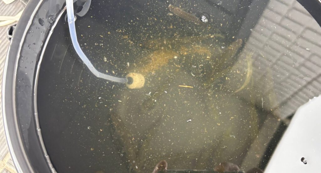 一晩泥抜きした結果。すごい出てた