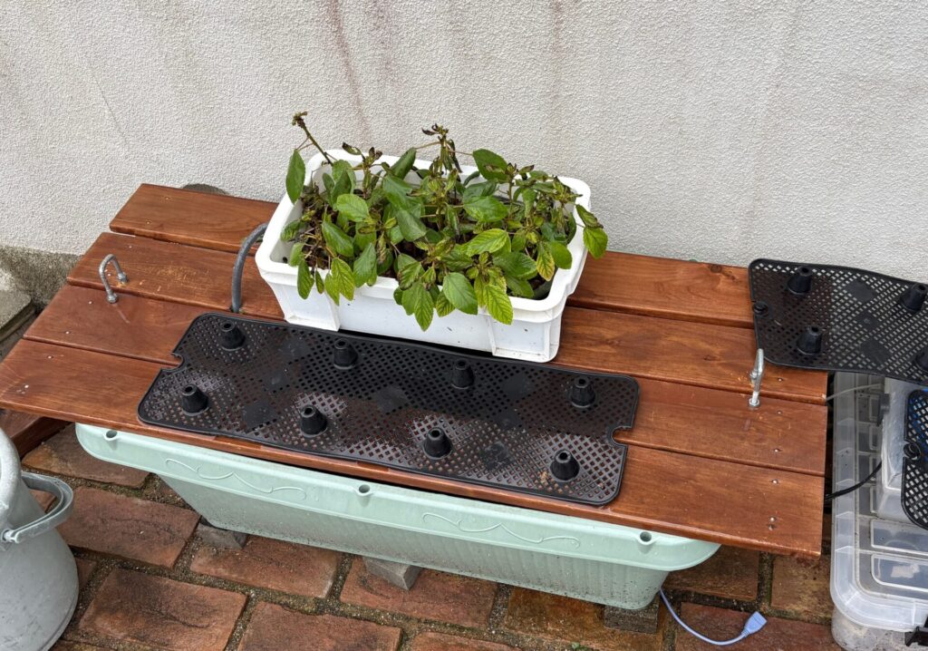 10月後半の状態。モロヘイヤはさておき、防寒対策が必要。