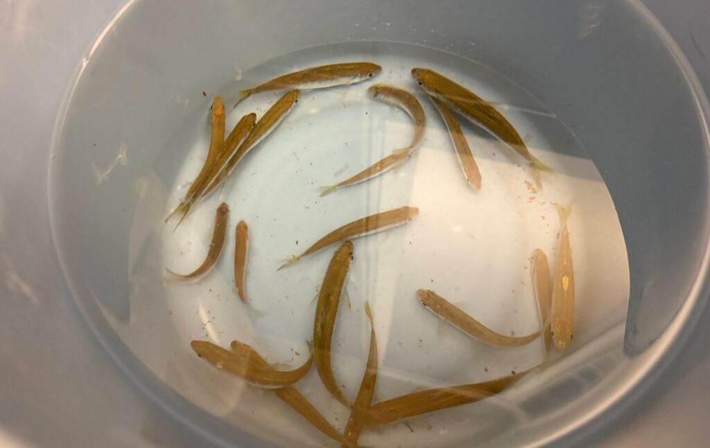 しっかり泥が抜けきった