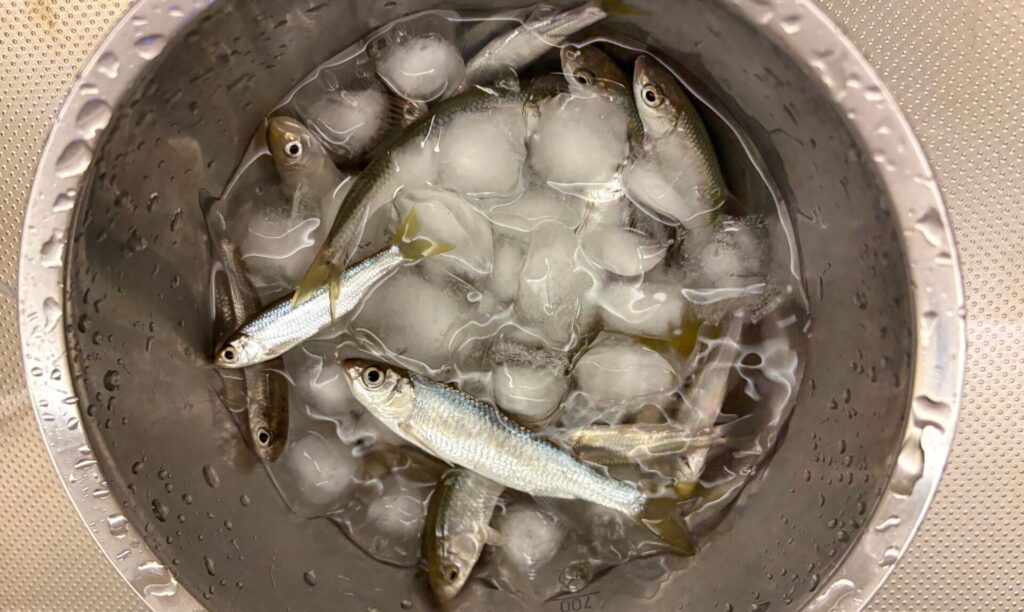 氷締めで、おとなしくする