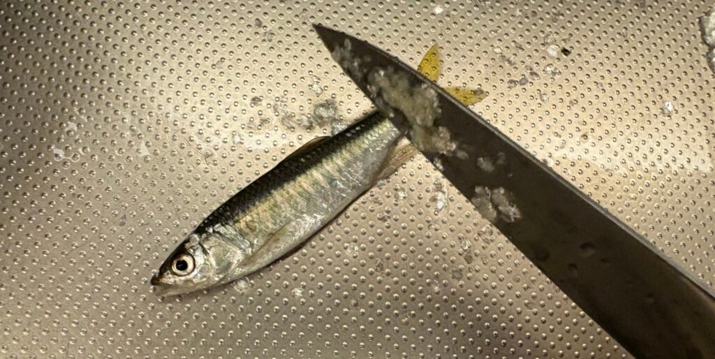 鱗は軽く撫でるだけで取れる