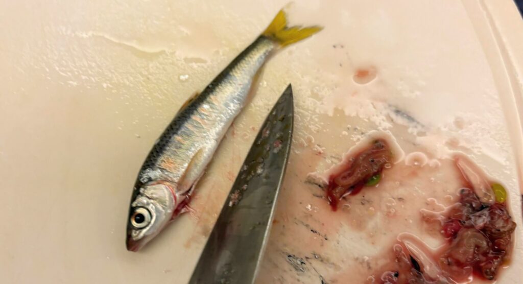 泥抜きしたせいで、内蔵はとてもきれい。