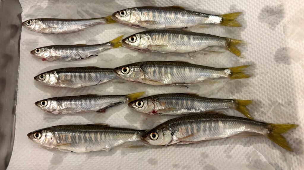 しっかり水気をとる